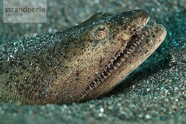 Sterngucker-Schlangenaal  Sterngucker-Schlangenaale (Brachysomophis cirrocheilos)  Aale  Andere Tiere  Fische  Tiere  Stargazer Snake-eel adult  close-up of head  buried in black sand  Lembeh Straits  Sulawesi  Sunda Islands  Indonesia  June