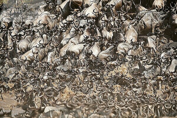 Östliche Weißbartgnu-Herde {Connochaetes taurinus} klettert nach Flussüberquerung ans Ufer. Masai Mara-Nationalreservat  Kenia  Afrika