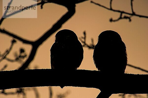 Steinkauz  Steinkäuze (Athene noctua)  Eulen  Tiere  Vögel  Käuze  Little Owl adult pair  perched on Silhouette at dusk  Staffordshire  England  May