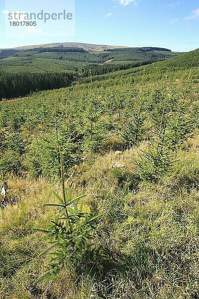 Pflanzung der altersgemischten Sitka-Fichte (Picea sitchensis)  Hafren Forest  Powys  Wales  Oktober