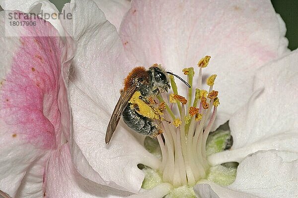 Frühbergbau-Biene (Andrena haemorrhoa)  erwachsenes Weibchen  bestäubt Bramley-Apfel  England  Frühjahr