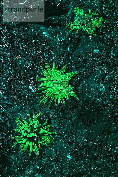 Schlangenockenanemone (Anemonia viridis) drei erwachsene Tiere mit Fluoreszenz  Kimmeridge Bay  Dorset  England  Januar