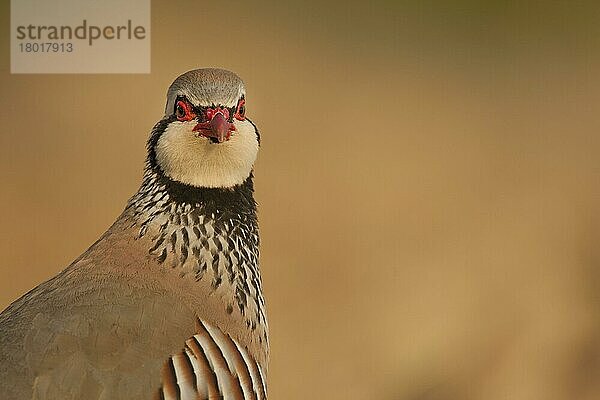 Rotfußhuhn (Alectoris rufa)  erwachsen  Nahaufnahme des Kopfes  Norfolk  England  März