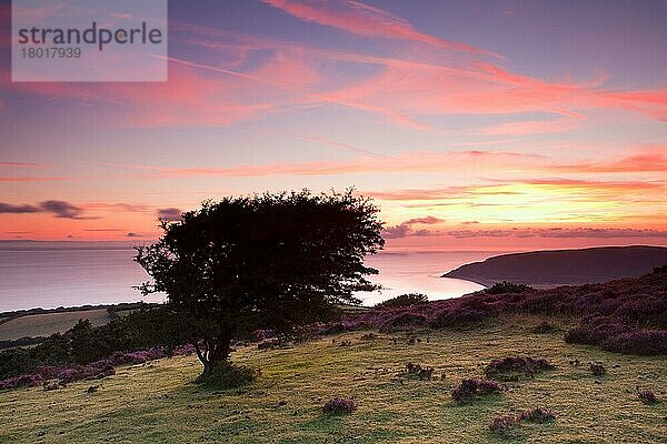 Blick auf die Küstenlinie bei Sonnenaufgang  mit Porlock Bay und Kieselsteinrücken in der Ferne  Hurlstone Point  Porlock Hill  Exmoor N. P. Somerset  England  August