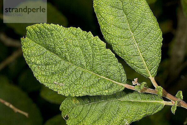 Ohrenweide (Salix aurita) Nahaufnahme von faltigen Blättern und hartnäckigen Nebenblättern  Devon  England  September
