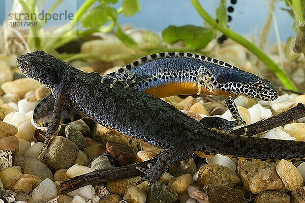 Bergmolche (Triturus alpestris)  Paar