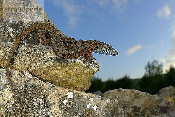 Prachtkieleidechse  Prachtkieleidechsen (Algyroides nigropunctatus)  Andere Tiere  Reptilien  Tiere  Eidechsen  Blue-throated Keeled Lizard adult  basking on rocks  Croatia  April