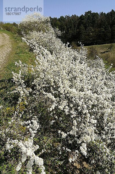 Schlehe  Schwarzdorn (Prunus spinosa)  Schlehenhecke  Schwarzdornhecke  Hecke