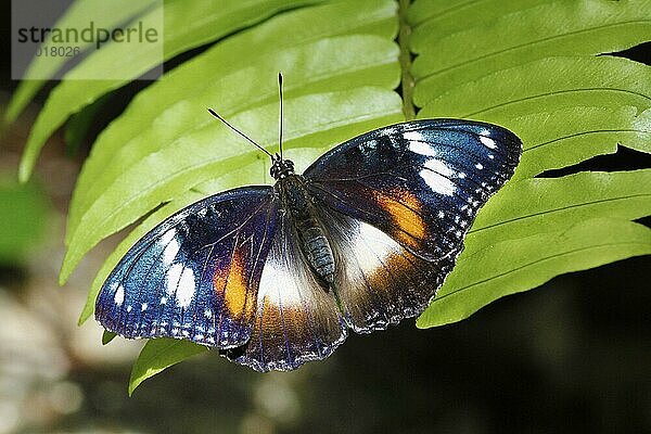 Kriebelmücke (Hypolimnas bolina)  erwachsenes Weibchen  auf Blatt ruhend  Atherton Tableland  Great Dividing Range  Queensland  Australien  September  Ozeanien