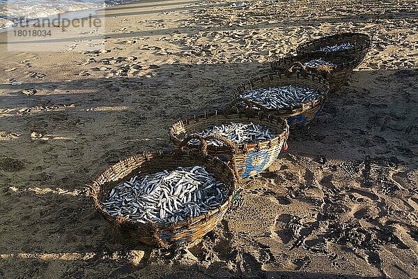 Fischkörbe am Strand Negombo  Sri Lanka  Asien