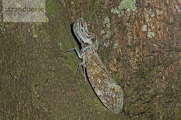 Laternenwanze (Fulgora laternaria) erwachsen  auf Baumstamm ruhend  im Regenwald  peruanischer Amazonas  Peru  September  Südamerika