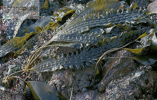 Zuckertang (Laminaria saccharina) Zuckeralge  Braunalge  Braunalgen  Algen  Sugar Kelp Seaweed AKA "