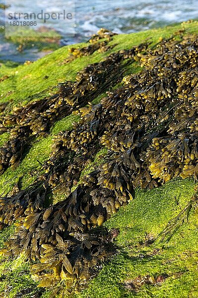 Flat Wrack (Fucus spiralis) bei Ebbe am Ufer ausgesetzt  North Berwick  East Lothian  Schottland  Mai