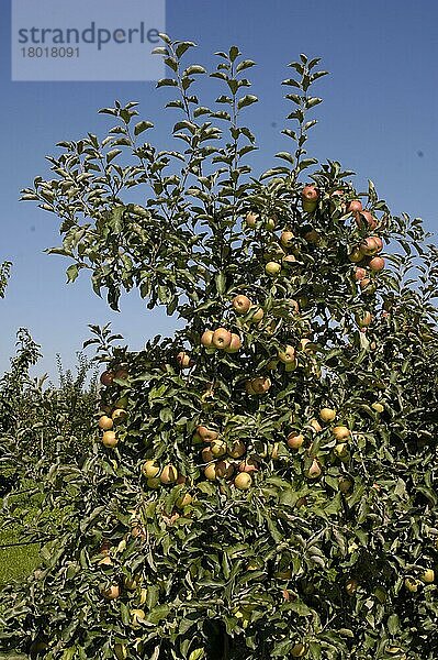 Äpfel am Baum Jonagold Jonica