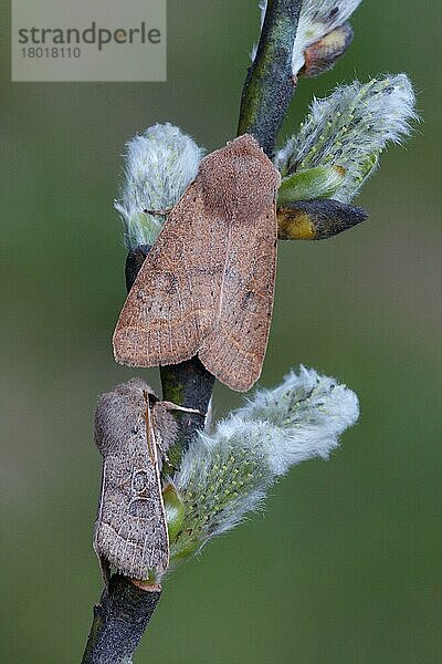 Gewöhnlicher Quäker (Orthosia cerasi) und Kleiner Quäker (Orthosia cruda)  Erwachsene  auf Weide schlafend mit neu aufgetauchten Kätzchen  Italien  März  Europa