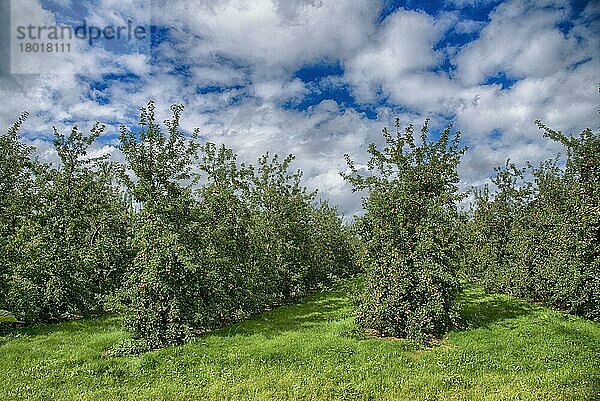 Obstgarten mit kultivierten Äpfeln (Malus domestica)  mit Früchten an Bäumen  Kington  Herefordshire  England  September