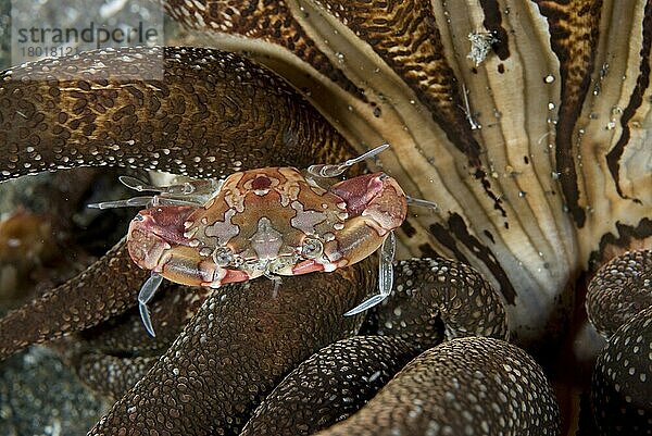 Schwimmkrabbe  Schwimmkrabben  Andere Tiere  Krebse  Krustentiere  Tiere  Harlequin Crab (Lissocarcinus orbicularis) adult  in anemone  Lembeh Island  Sulawesi  Indonesia