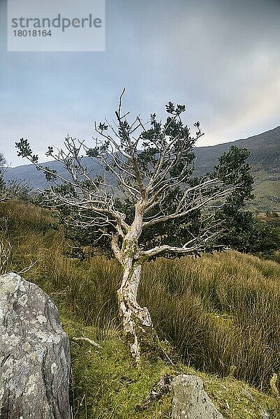 Europäische Stechpalme (Ilex aquifolium)  Gemeine Stechpalme  Stechhülsengewaechse  European Holly gnarled habit  growing on hillside  Black Valley  Macgillycuddy's Reeks  Killarney  County Kerry  Munster  Ireland  November