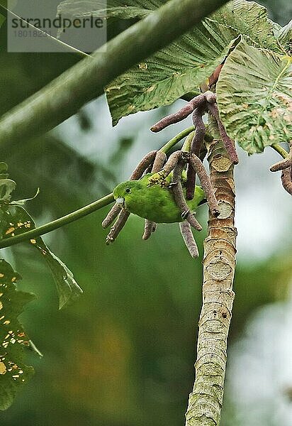 Erwachsener Blauflügel-Sperlingspapagei (Forpus xanthopterygius xanthopterygius)  ernährt sich von einem Fruchtbaum  Atlantischer Regenwald  Reserva Ecologica de Guapi Assu  Staat Rio de Janeiro  Brasilien  Juli  Südamerika