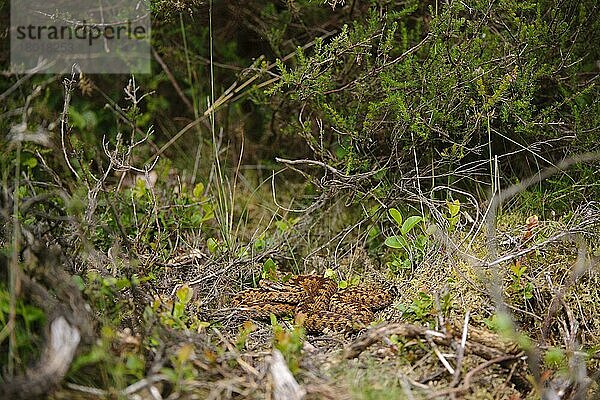 Kreuzotter  Kreuzottern (Vipera berus)  Andere Tiere  giftig  Giftschlangen  Reptilien  Schlangen  Tiere  European Adder adult female  resting in undergrowth  Cannock Chase  Staffordshire  England  June