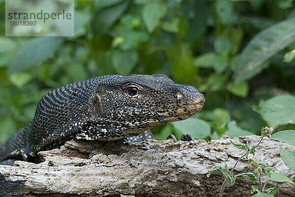 Bindenwaran  Bindenwarane (Varanus salvator)  Andere Tiere  Reptilien  Tiere  Warane  Water Monitor Talangama Wetlands  Sri Lanka  Asien