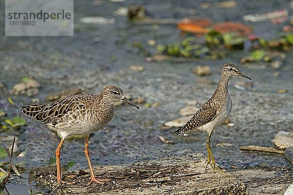 Kampfläufer (Philomachus pugnax)  erwachsenes Weibchen  und Bruchwasserläufer (Tringa glareola)  juvenil  auf Nahrungssuche im seichten Wasser unter Müll  Indien  Februar  Asien