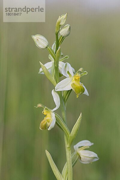 Bienenorchidee (Ophrys apifera var. chlorantha) blasse Form  Nahaufnahme der Blütenranke  Foreness Point  Isle of Thanet  Kent  England  Juni