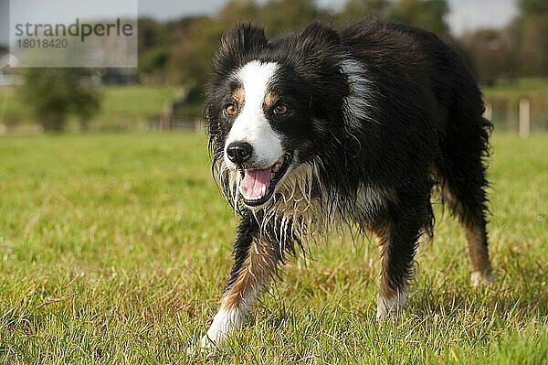 Haushund  Border Collie  arbeitender Schäferhund  erwachsen  Schafe auf der Weide beobachtend  England  Oktober