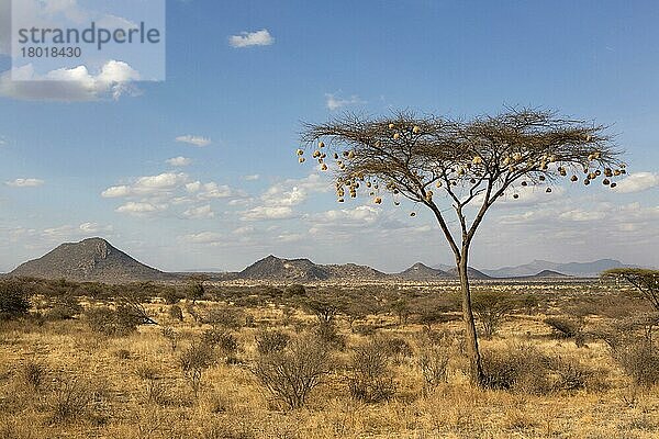 Ansicht von Webernestern  die an Akazienbäumen in halbwüstenartigen Trockensavannen hängen  Samburu National Reserve  Kenia  August  Afrika