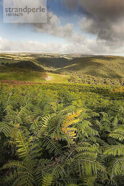 Blick über in der Brise wiegende Farne mit Kumuluswolken über dem Kopf in der Morgendämmerung  Blick auf Cloutsham Ball und Horner Wood  Dunkery Hill  Exmoor N. P. Somerset  England  August