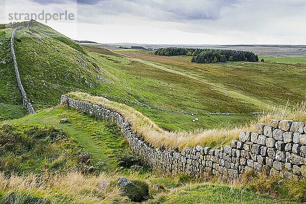 Überreste römischer Befestigungsanlagen auf Moorland  Blick nach Westen in Richtung Fore Plantation  Hadrianswall  Northumberland N. P. Northumberland  England  Oktober