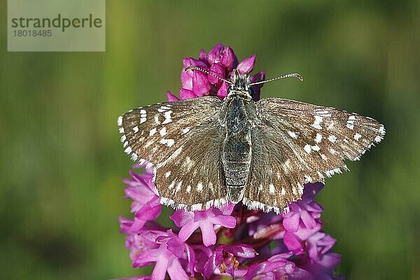 Saflor-Skipper (Pyrgus carthami) erwachsen  auf der Blüte der Pyramidenorchidee (Anacamptis pyramidalis) schlafend  Causse de Gramat  Zentralmassiv  Lot  Frankreich  Mai  Europa