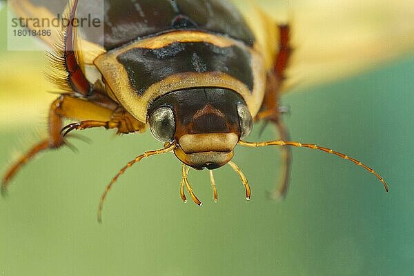Gelbrandkäfer (Dytiscus marginalis)  Dytiscidae  Andere Tiere  Insekten  Käfer  Tiere  Great Diving Beetle adult  close-up of head  Derbyshire  England  july