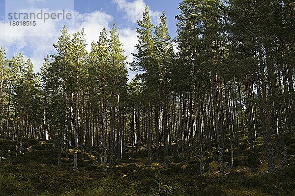 Lebensraum Nadelwald  Nationales Naturreservat von Invereshie und Inshriach  in der Nähe von Feshiebridge  Cairngorms N.P.  Inverness-shire  Highlands  Schottland  März