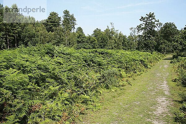 Bracken (Pteridium aquilinum) Masse  die neben der Fährte im Wald wächst  Dunwich Forest  Suffolk  England  Juli