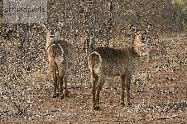 Wasserbock  Wasserböcke  Antilopen  Huftiere  Paarhufer  Säugetiere  Tiere  Female common waterbuck  Kruger National Park South Africa