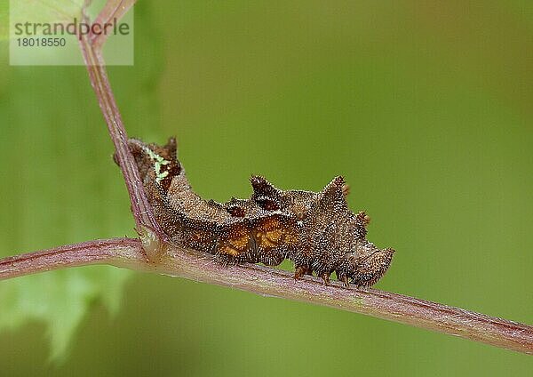 Ungarische Segelflugzeugraupe (Neptis rivularis)  am Stamm des Buck's Beard (Aruncus dioicus)  Cannobina-Tal  Italienische Alpen  Piemont  Italien  Mai  Europa