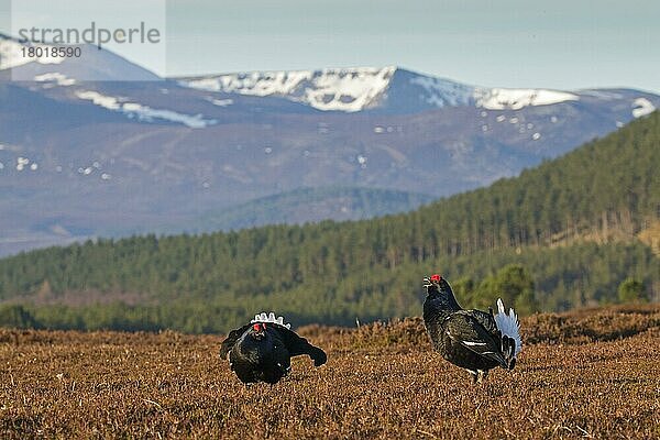 Birkhuhn (Tetrao tetrix) zwei erwachsene Männchen  Darstellung an Lek auf Moorlebensraum  mit Bergen im Hintergrund  Cairngorms  Highlands  Schottland  April