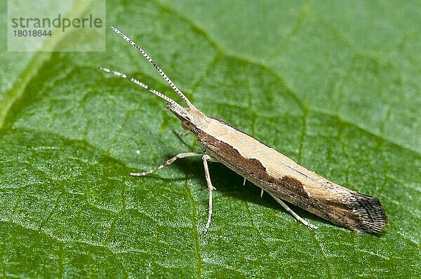 Kohlschabe (Plutella xylostella)  Kohlmotte  Kohlschaben  Kohlmotten  Plutellidae  Insekten  Motten  Schmetterlinge  Tiere  Andere Tiere  Diamondback Moth adult  resting on leaf in garden  Thirsk  North Yorkshire  England  July