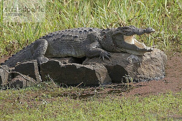Sumpfkrokodil (Crocodylus palustris) adult  mit offenem Maul  im Wasser auf Felsen ruhend  Ranthambore N. P. Rajasthan  Indien  Asien