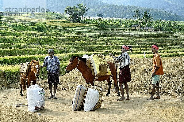 Reisernte (Oryza sativa)  Korn gefüllte Säcke werden gehoben und auf Ponys geladen  Kanthalloor  Marayur  Idukki-Distrikt  Kerala  Indien  Dezember  Asien