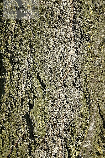 Pyramidenpappel  Säulenpappel  Spitzpappel  Italienische Pappel (Populus nigra 'italica')  Weidengewächse  Lombardy Poplar close-up of bark  Wickham Skeith  Suffolk  England  october