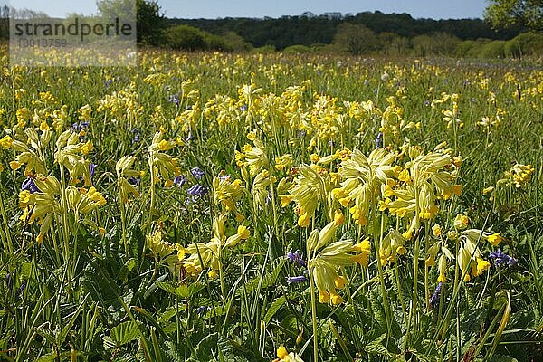 Kuhschlüsselblume (Primula veris) und Blauglockenblume (Endymion non-scriptus) blühende Masse  wächst in Wiesenhabitat  Oxwich National Nature Reserve  Gower Peninsula  Glamorgan  Wales  Mai