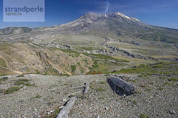 Ansicht der sich regenerierenden Vegetation und des Vulkans in der Ferne  Mount St. Helens  Mount St. Helens N. P. Washington State (U.) S. A