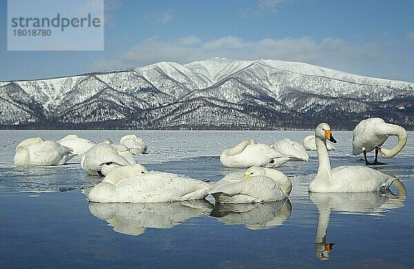 Erwachsener Singschwan (Cygnus cygnus)  Herde ruht auf dem Eis eines teilweise gefrorenen Sees  Kussharo-See  Akan N.P.  Hokkaido  Japan  Februar  Asien