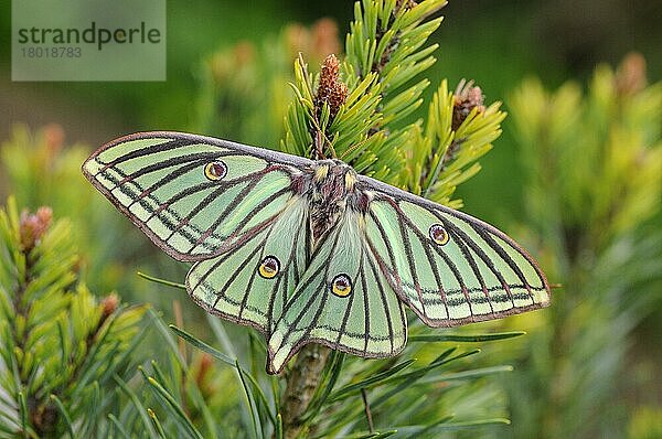 Spanischer Nachtfalter (Graellsia isabellae)  erwachsenes Weibchen  ruhend auf einem in Gefangenschaft gezüchteten Kiefernzweig (Pinus sylvestris)