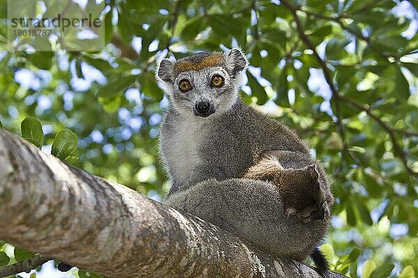 Weiblicher gekrönter Lemur mit Baby am Palmarium  Madagaskar  Afrika