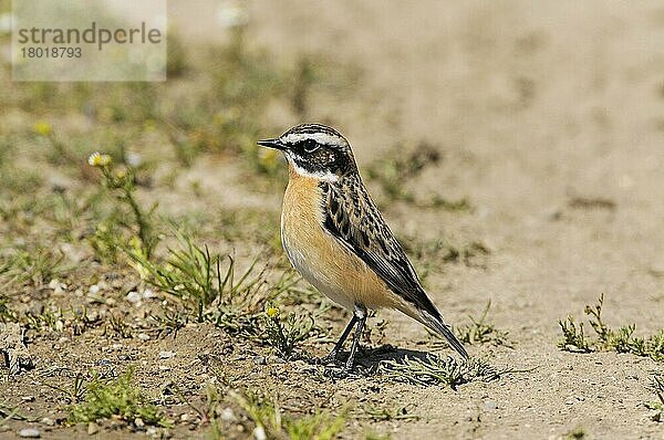 Braunkehlchen (Saxicola rubetra) erwachsenes Männchen  Sommergefieder  auf Fährtensuche  Lemnos  Griechenland  April  Europa