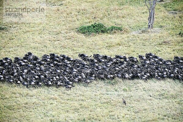 Luftaufnahme der gefleckten Hyäne (Crocutta crocutta) bei der Jagd in der östlichen Streifengnu-Herde (Connochaetes taurinus) während der Migration. Masai Mara-Nationalreservat  Kenia  Afrika