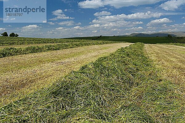 Graslee bereit zur Silage auf der Wiese  die als Viehfutter verwendet werden soll  Cumbria  England  Juni